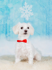 Cute Maltese dog with red bow. Snowy xmas background, Christmas dog concept image.