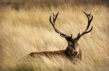 Stag couched in long grass