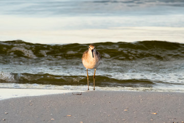 birds at the beach
