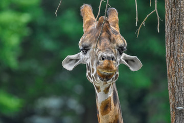 closeup of a giraffe's head