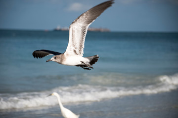Fototapeta na wymiar bird, seagull