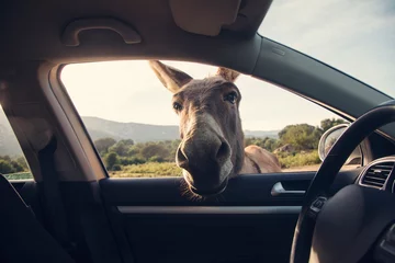 Tuinposter One funny donkey curiously looikng to the car © themost