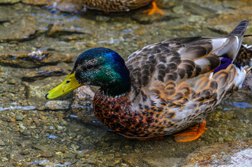 mallard duck