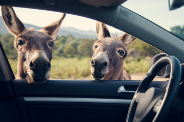 Two funny donkeys looikng to the car