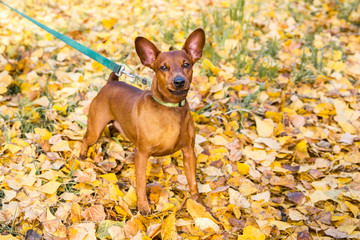Portrait of miniature pinscher on a background of yellow autumn leaves.