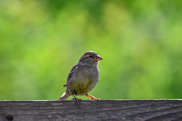 sparrow on a fence