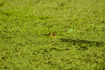 green frog in the pond