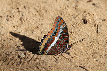 Close up of colorful butterfly