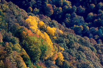 Fototapeta na wymiar Scenic landscape with bright mountain forest in autumn