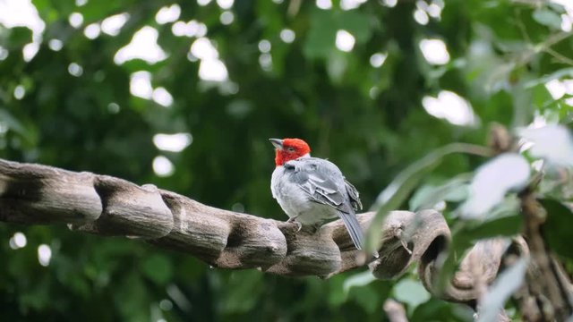 Close up shot of red-cowled cardinal (Paroaria dominicana) sitting on curvy branch