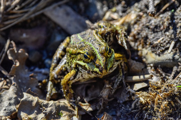 green frog in the pond