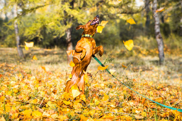 Portrait of jumping miniature pinscher on a background of yellow autumn leaves.
