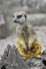 Meerkat closeup