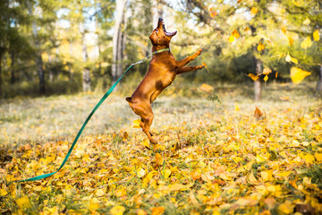 Portrait of jumping miniature pinscher on a background of yellow autumn leaves.