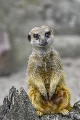 Fototapeta premium Meerkat closeup