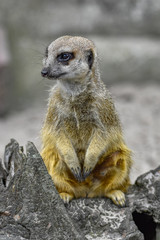 Meerkat closeup