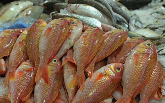 red snaper fish for sell