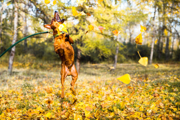 Portrait of jumping miniature pinscher on a background of yellow autumn leaves.