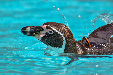 Humboldt penguin swimming in the pool