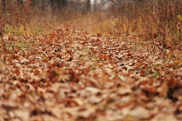 autumn leaves in forest