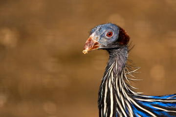 Vulturine guineafowl or Acryllium vulturinum in nature