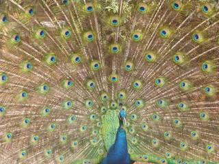 Obraz premium peacock