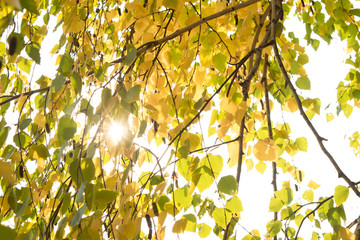 Season of beautiful autumn leaves . The sun breaks through the foliage