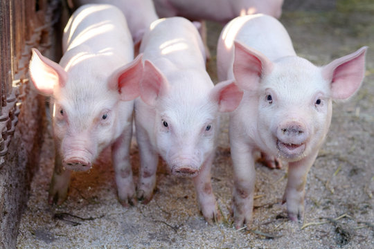 little cute pigs on the farm.