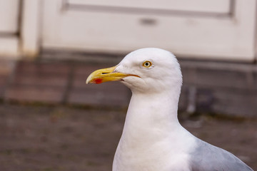 portrait of eager looking sea gull