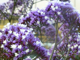 lilac flowers