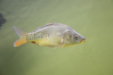 Karp © Kasia R.