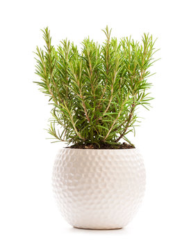 Rosemary bush in the flower pot isolated on white background