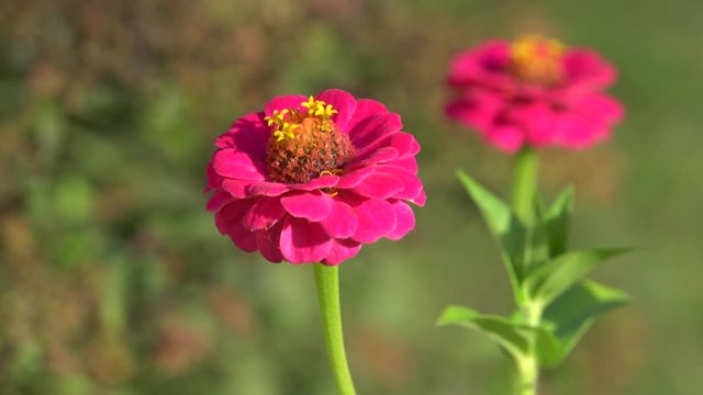 Zinnie (Zinnia elegans, Syn.Zinnia violacea)