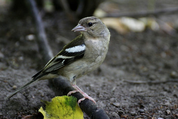 Fringilla coelebs
