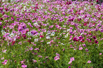 field of pink flowers