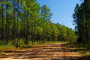 A gravel road into the Lake Talquin State Park and Forest with tall glorious pine trees in Tallahassee, Florida