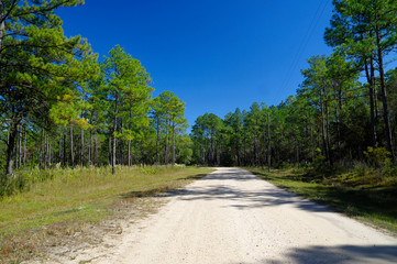 Fototapeta na wymiar A gravel road into the Lake Talquin State Park and Forest with tall glorious pine trees in Tallahassee, Florida