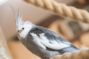 Biała papuga