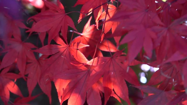 blutrote Blätter des Japanischer Ahorn im Herbst