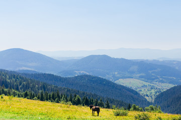 beautiful horse on the slope of the top of the mountain and a beautiful view of the mountain peaks and ridges