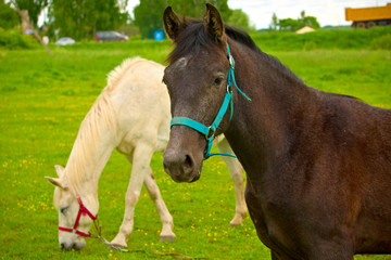 Cute brown foal.
