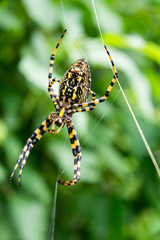 araña