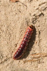 Large pink caterpillar from beetle.
