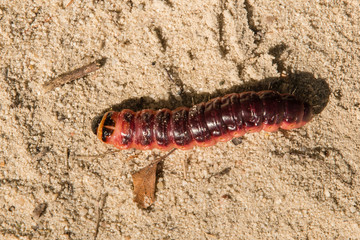 Large pink caterpillar from beetle.