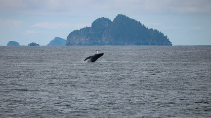 Breaching Whale