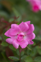 Flor Rosa | Pink Flower