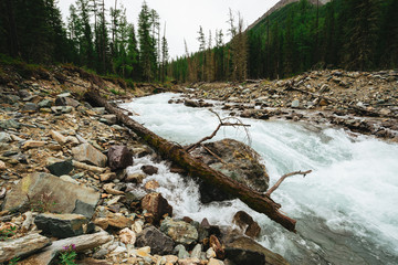 Fast water stream from glacier in wild mountain creek with stones in terrain of Shavlinsky Lakes in Altai. Landscape with brook, rich vegetation, forest and big mountain on background.