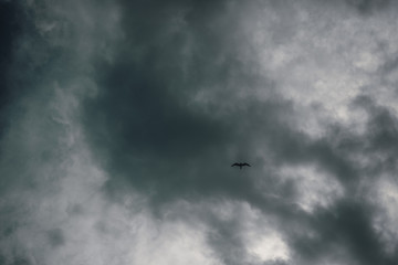 Cielo con ave