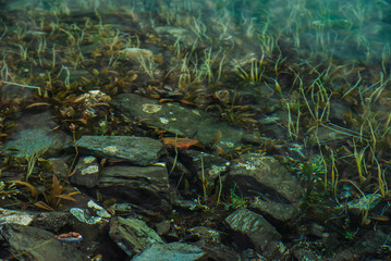 Boulders and plants on bottom of mountain lake with clean water close-up. Mountains reflected on smooth water surface. Background with underwater vegetation.