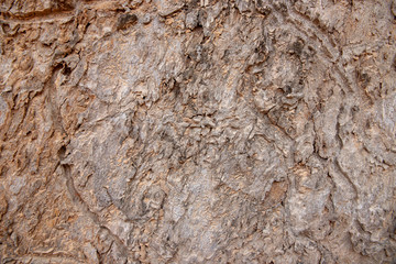 Grunge old tree bark texture. Grey wooden bark closeup. Weathered grungy surface photo background.